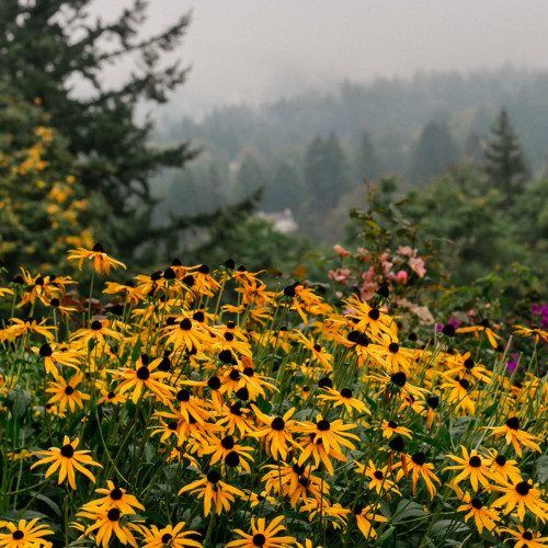 Black-Eyed Susan wildflower in North America