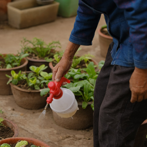 When, Where, and How Much? A Guide to Watering Your Plants